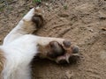 A close up look at the underside of the front dirty dog Ã¢â¬â¹Ã¢â¬â¹paw pads against the ground during the day